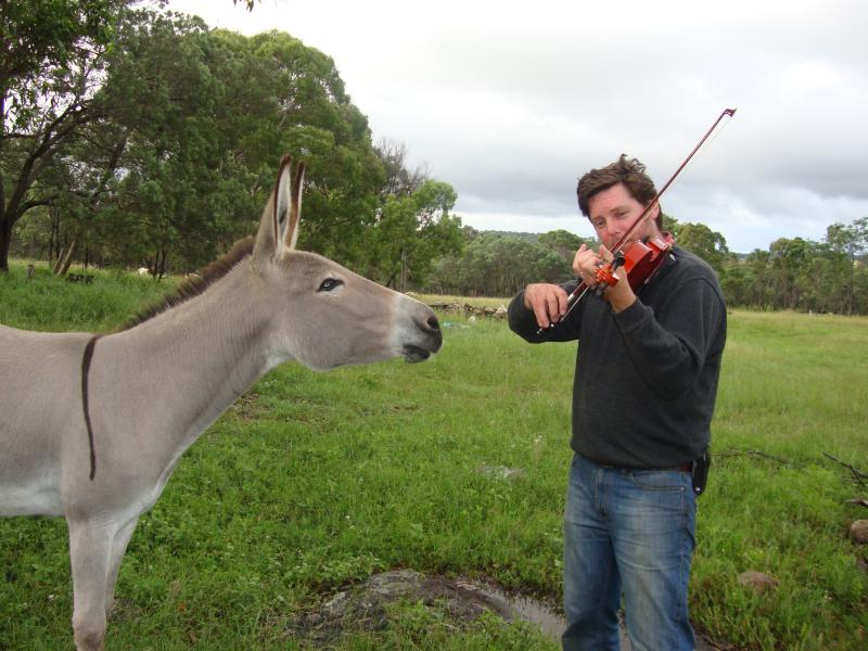 Man playing violin to donkey